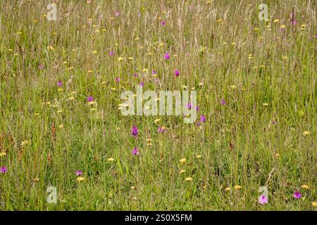 Eine Datei mit mehreren wunderschönen rosa Pyramidenorchideen (Anacamptis pyramidalis), die wild wachsen, Wiltshire UK Stockfoto