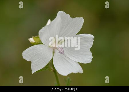 Nahaufnahme der wunderschönen weißen Moschusmalve (Malva moschata), die wild wächst Stockfoto