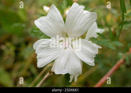 Nahaufnahme der wunderschönen weißen Moschusmalve (Malva moschata), die wild wächst Stockfoto