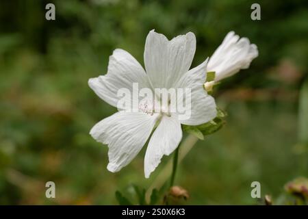 Nahaufnahme der wunderschönen weißen Moschusmalve (Malva moschata), die wild wächst Stockfoto