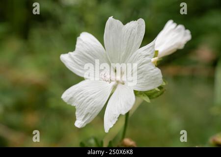 Nahaufnahme der wunderschönen weißen Moschusmalve (Malva moschata), die wild wächst Stockfoto