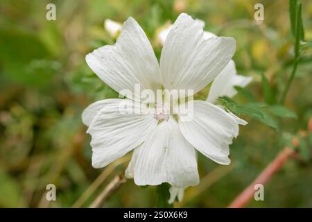 Nahaufnahme der wunderschönen weißen Moschusmalve (Malva moschata), die wild wächst Stockfoto