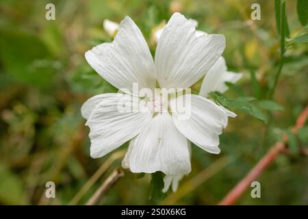 Nahaufnahme der wunderschönen weißen Moschusmalve (Malva moschata), die wild wächst Stockfoto