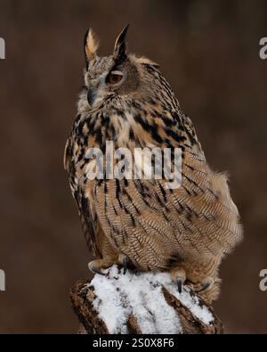 Eine trainierte eurasische Uhu auf einem Zaunpfosten. Bubo Bubo Stockfoto