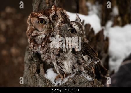 Ein trainierter Grau-Eulen-Grau-Morph und ein roter Morph, Megascops asio Stockfoto
