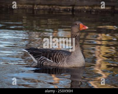 Eine Graugans (Anser anser) schwimmt an einem sonnigen Dezembertag auf dem Teich im Rheinaue-Park in Bonn Stockfoto