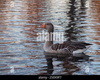 Seitenansicht einer Graugans (Anser anser), die an einem sonnigen Dezembertag auf dem Teich im Rheinaue-Park in Bonn schwimmt Stockfoto