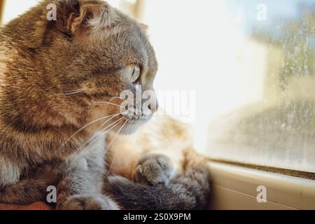 Eine graue Katze, die an eine Schottische Falte erinnert, liegt auf einer Fensterbank. Die Sonnenstrahlen beleuchten sanft sein weiches Fell. Die Katze leckt sich mit mir Stockfoto