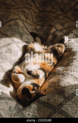 Eine entspannte Calico-Katze dehnt sich auf einer weichen Decke, ihre Pfoten hoch und das Fell leuchtet in den Sonnenstrahlen. Die weißen, schwarzen und orangen Farben des Fells glänzen Stockfoto