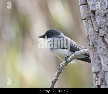 Northern Fantail (Rhipidura rufiventris) thront auf einem Zweig, Northern Territory, NT, Australien Stockfoto