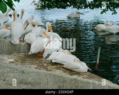 Mehrere amerikanische weiße Pelikane in der Nähe der Küste. Riesiger Wasservogel mit breiten Flügeln, langem Hals und massivem orangefarbenem Gelbschnabel. Auf Betonrampe sitzen. Stockfoto