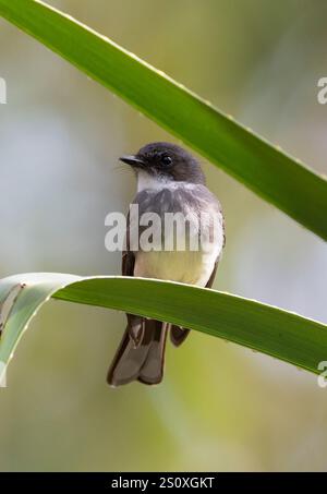 Northern Fantail (Rhipidura rufiventris) auf einem Blatt, Northern Territory, NT, Australien Stockfoto
