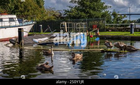 Bowling, West Dunbartonshire, Schottland, Großbritannien - 18. September 2023: Schwäne vor einem versunkenen Boot im Hafen Stockfoto