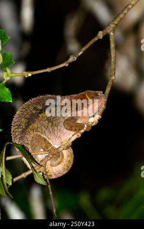 Eine Nahaufnahme eines Calumma brevicorne / kurzhörniges Chamäleon, aufgenommen nachts im Andasibe-Nationalpark in Madagaskar. Stockfoto