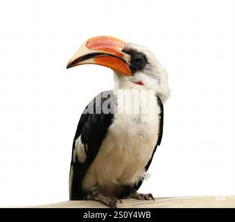 Nahaufnahme Porträt von Toucan. Ein Vogel mit einem großen Schnabel, der auf einem Holzstamm sitzt. Der Vogel ist schwarz-weiß mit einem roten Schnabel Stockfoto