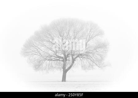 Ein einsamer Baum steht hoch vor einem verschneiten Hintergrund und weckt ein tiefes Gefühl von Gelassenheit und Einsamkeit Stockfoto
