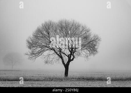 Ein einsamer Baum steht hoch vor einem verschneiten Hintergrund und weckt ein tiefes Gefühl von Gelassenheit und Einsamkeit Stockfoto