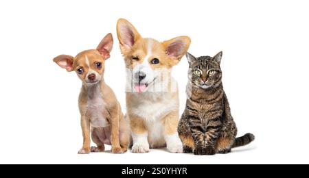 Chihuahua und ein walisischer Corgi pembroke sitzen neben einer Tabbykatze, isoliert auf weißem Hintergrund Stockfoto