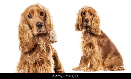Zwei Bilder desselben englischen Cocker Spaniel Hundes, eine Nahaufnahme und das andere zeigt den ganzen Hundesitz. Sitzen und von der Kamera wegschauen auf W Stockfoto
