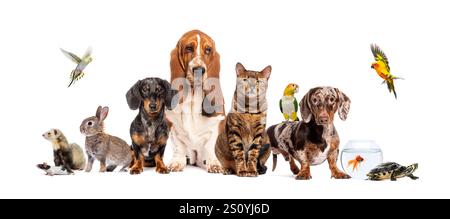 Gruppe von Haustieren, die zusammen posieren; Hund, Katze, Frettchen, Kaninchen, Vogel, Fisch, Nagetier, isoliert auf weiß Stockfoto