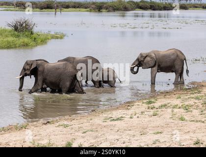 Erwachsene und junge afrikanische Elefanten trinken an einem See im Nyerere Nationalpark, Tansania Stockfoto