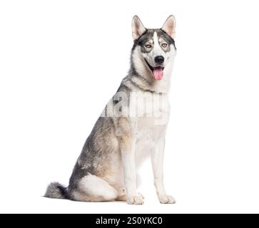 Studio-Aufnahme eines wunderschönen grau-weißen sibirischen Husky-Hundes, der auf weißem Hintergrund sitzt Stockfoto