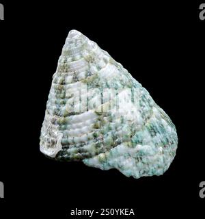 Grüne Tectus pyramis Muschel auf schwarzem Hintergrund Stockfoto