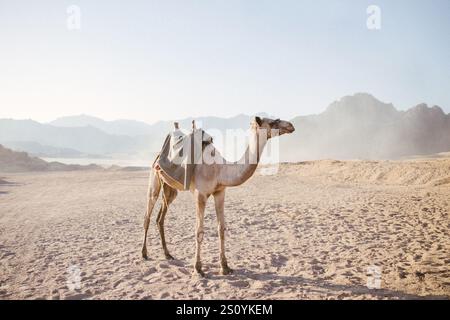 Kamel steht vor der Wüste. Stockfoto