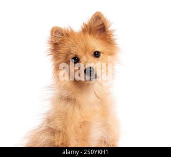 Niedlicher deutscher Spitz kleiner Welpe, der nach vorne blickt, isoliert auf weißem Hintergrund, Studio-Aufnahme Stockfoto