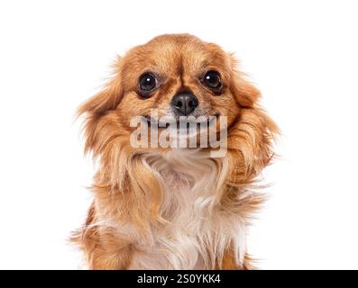 Porträt eines lustigen langhaarigen chihuahua-Hundes, der auf weißem Hintergrund lächelt Stockfoto