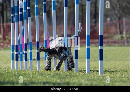 Ein springer-Spaniel-Hund bei Agility-Wettbewerben. Stockfoto