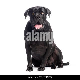 Großer schwarzer Stock corso Hund sitzend und keuchend, isoliert auf weißem Hintergrund Stockfoto