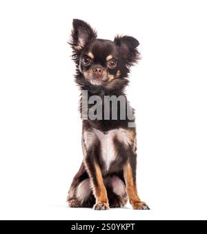 Schokolade und Bräune langhaariger chihuahua-Hund sitzt und posiert auf weißem Hintergrund Stockfoto