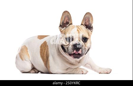 Französische Bulldogge liegend, keuchend und blickend auf weißem Hintergrund nach vorne Stockfoto