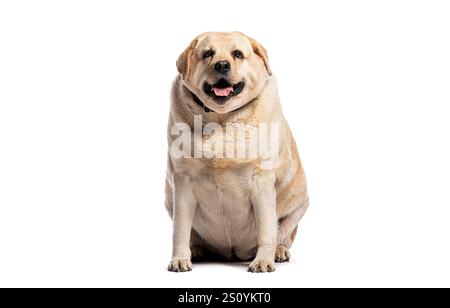 Vier Jahre alter übergewichtiger labrador Retriever sitzt und hecht, isoliert auf weißem Hintergrund Stockfoto