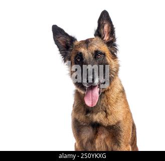 Kopfaufnahme eines Mixedbreed Malinois und Tervuren-Hundes, der mit der Zunge nach außen keucht, isoliert auf weißem Hintergrund Stockfoto