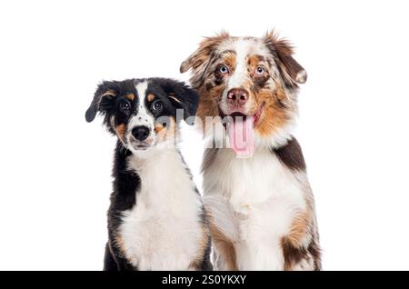 Australischer Schäferhund und Hündchen posiert auf weißem Hintergrund und blickt in die Kamera Stockfoto