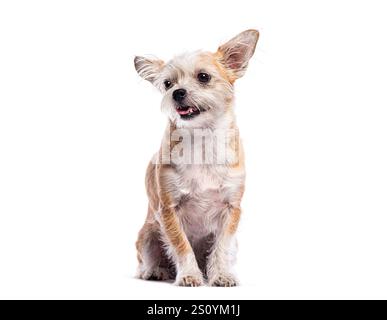 Kleiner Mischhund sitzend und hechend, isoliert auf weißem Hintergrund Stockfoto