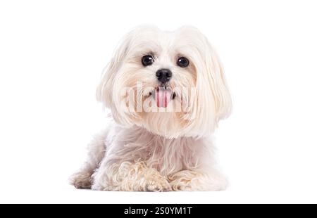 Niedlicher, weißer maltesischer Hund, der sich auf einem weißen Hintergrund niederlegt, seine Zunge rausstreckt und keucht Stockfoto