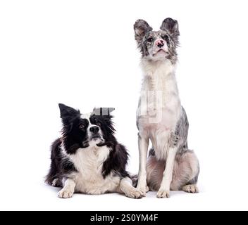 Bezaubernde Border Collie Hunde, die zusammen posieren und ihre wunderschönen Mäntel und aufmerksamen Ausdrucksformen präsentieren Stockfoto