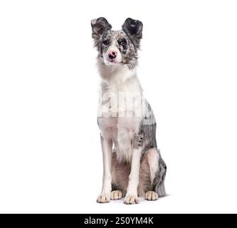 Studio-Aufnahme eines süßen blauen merle-Collie-Hundes, der auf weißem Hintergrund sitzt und posiert Stockfoto