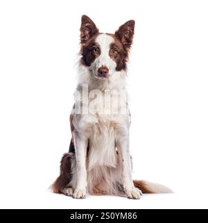 Collie mit Schokoladenrand sitzt und sieht aufmerksam auf weißem Hintergrund aus Stockfoto