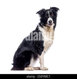 Border Collie sitzend und keuchend auf weißem Hintergrund in einem Fotostudio Stockfoto