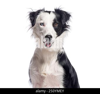 Border Collie Hund sitzt und zeigt seine Heterochromie, verschieden farbige Augen, isoliert auf weiß Stockfoto
