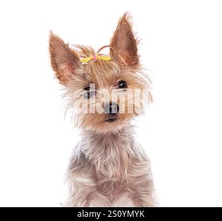 Bezaubernder yorkshire-Terrier-Welpe mit gelber Schleife und neugierig auf weißem Hintergrund Stockfoto