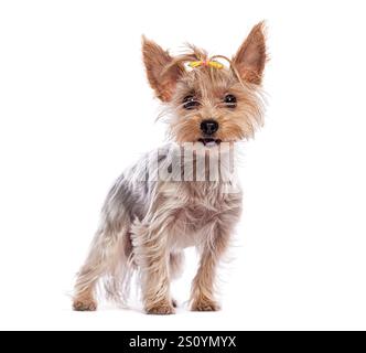 Süßer yorkshire Terrier, der eine gelbe Schleife auf weißem Hintergrund trägt Stockfoto