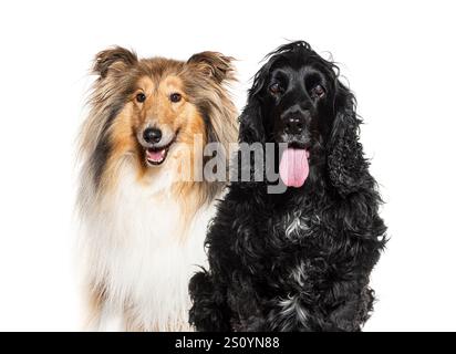 Glücklicher, rauer Collie und englischer Cocker Spaniel, der keucht und zusammen sitzt, isoliert auf weiß Stockfoto