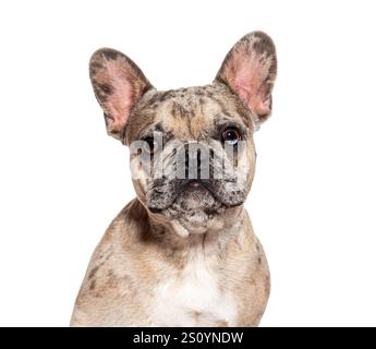 Merle französischer Bulldog-Welpe blickt auf weißem Hintergrund nach vorne Stockfoto
