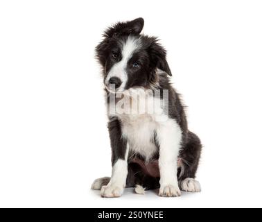 Niedlicher Border Collie Welpe sitzt und neigt seinen Kopf mit einem neugierigen Ausdruck, isoliert auf weißem Hintergrund Stockfoto