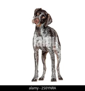 Kurioser deutscher Kurzhaarzeiger, der seinen Kopf mit einem fragenden Ausdruck neigt, isoliert auf weißem Hintergrund Stockfoto